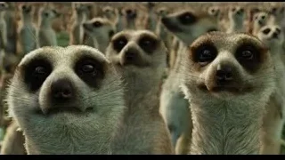 Meerkats standing in a field — Life of Pi