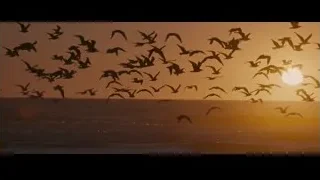 Flock of birds flying over ocean at sunset — Into the Wild