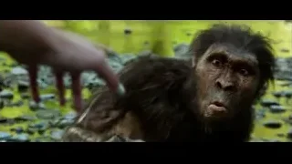 Chimpanzee with hand reaching in rocky environment — Lucy