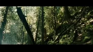 person walking on fallen tree in forest — Into the Wild