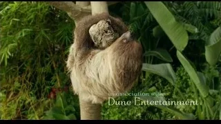 Sloth hanging upside down from tree branch — Life of Pi