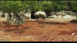 White elephant in enclosure with rock formation — Life of Pi