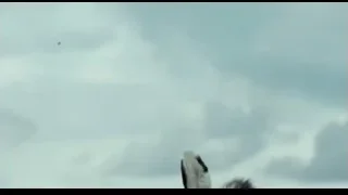 Close-up of zebra on boat — Life of Pi