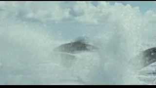 dolphins swimming in ocean — Life of Pi