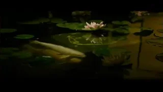pond with water lilies and fish — Gladiator 2