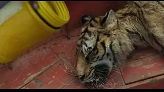 tiger sleeping on red surface with bucket — Life of Pi