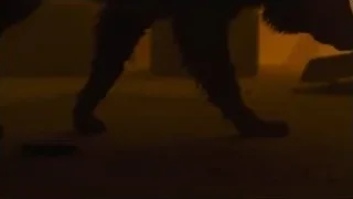 Black dog sniffing in abandoned building — Blade Runner 2049