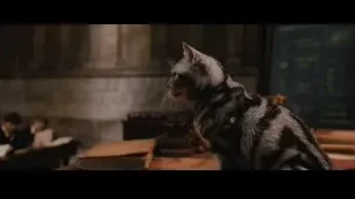 Cat sitting on table in dim room — Harry Potter and the Philosophers Stone