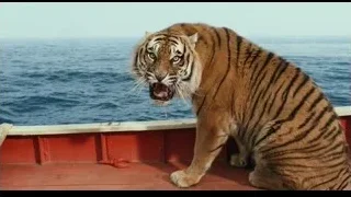 tiger on boat looking at horizon — Life of Pi