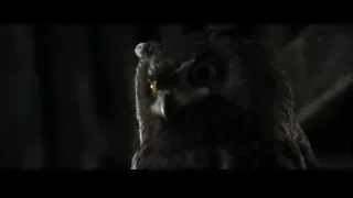 close-up of owl's face — Harry Potter and the Goblet of Fire