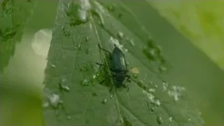 Green beetle on leaf with water droplets — Blade Runner 2049