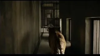 tiger walking in dark hallway with people — Life of Pi