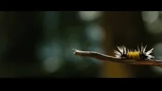 caterpillar on a branch — Into the Wild
