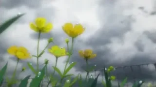 yellow flowers with water droplets under cloudy sky — Weathering with You