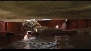 tiger lying in pool of water — Life of Pi