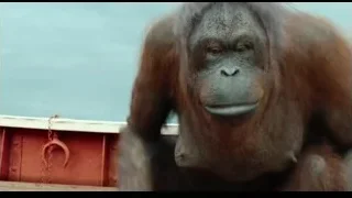 orangutan sitting on wooden structure — Life of Pi