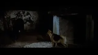 Dog walking in dark abandoned tunnel — Bruce Lee: Enter The Dragon