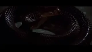 coiled snake close-up — Bruce Lee: Enter The Dragon