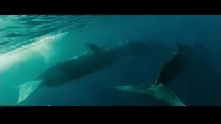 Two whales swimming in ocean — Into the Wild