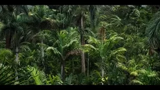 dense tropical forest canopy — Jurassic World