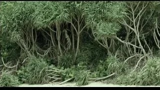 Dense forest with twisted branches and sandy ground — Life of Pi